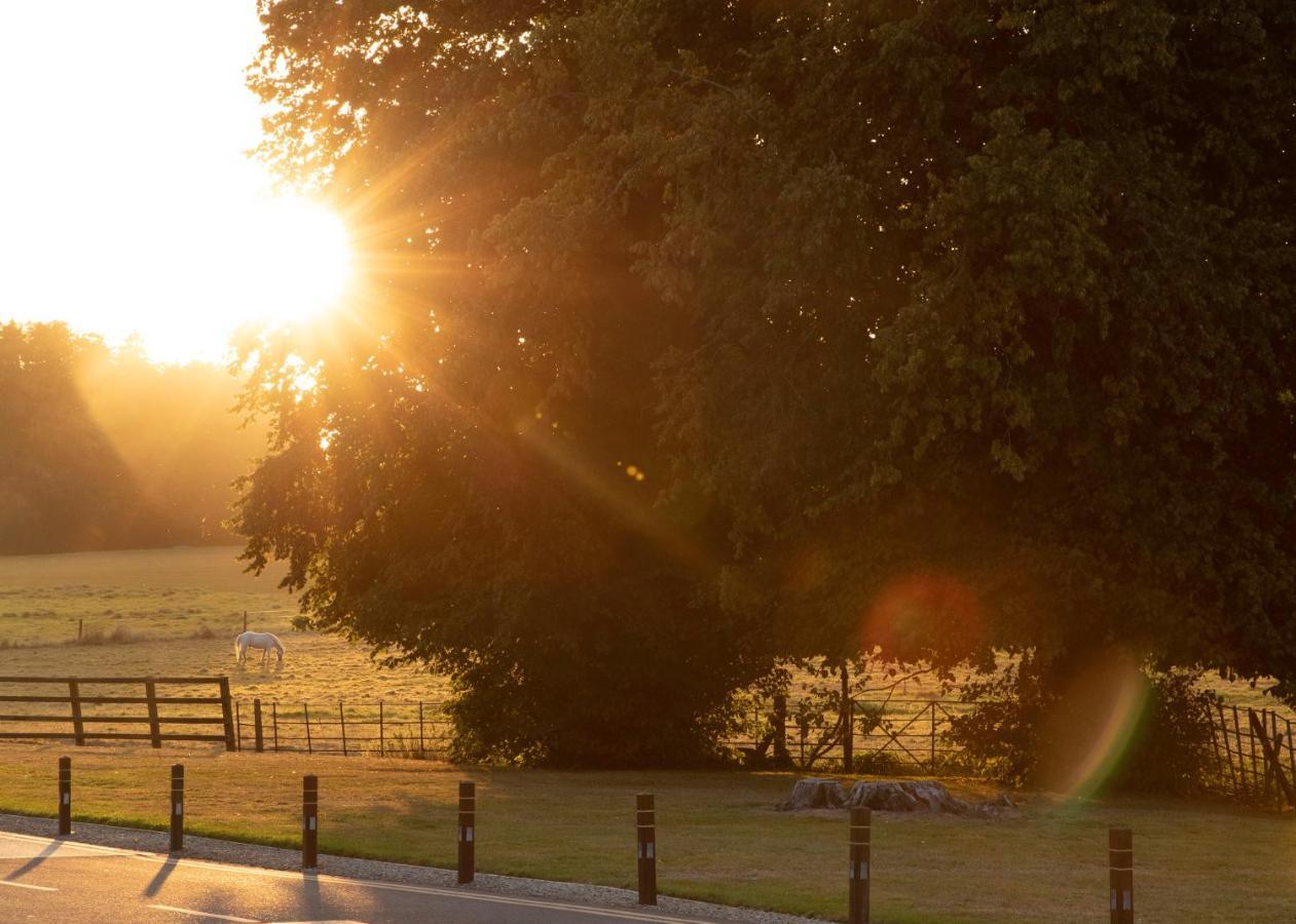 Castlemartyr Resort Hotel Exterior photo The Oak of the Witches